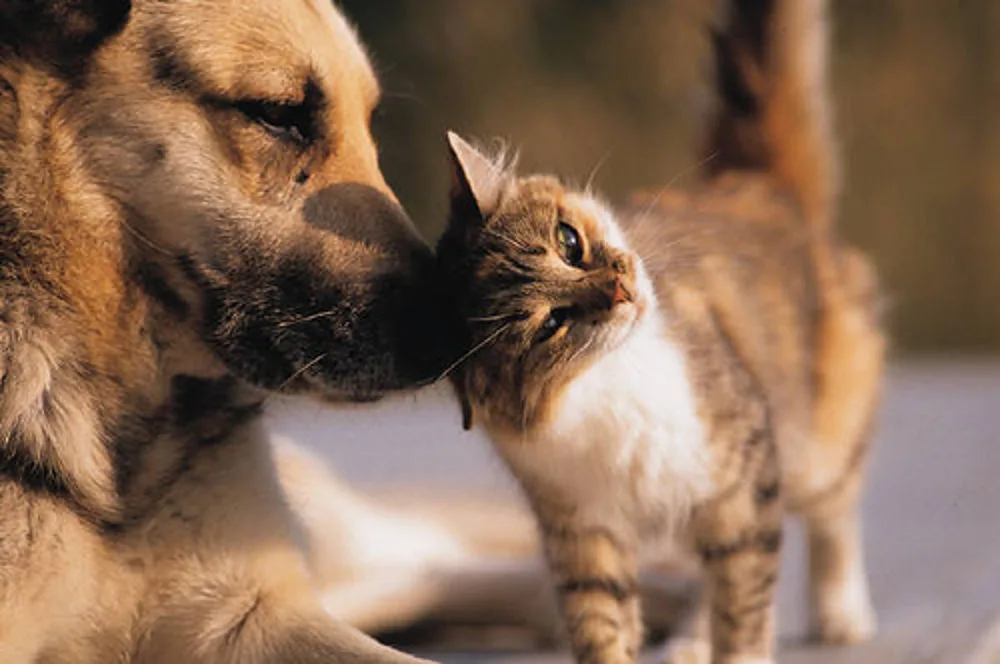 Foto cane e gatto