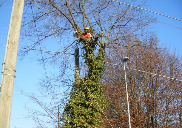 taglio-piante-linee-elettriche Immagine anteprima